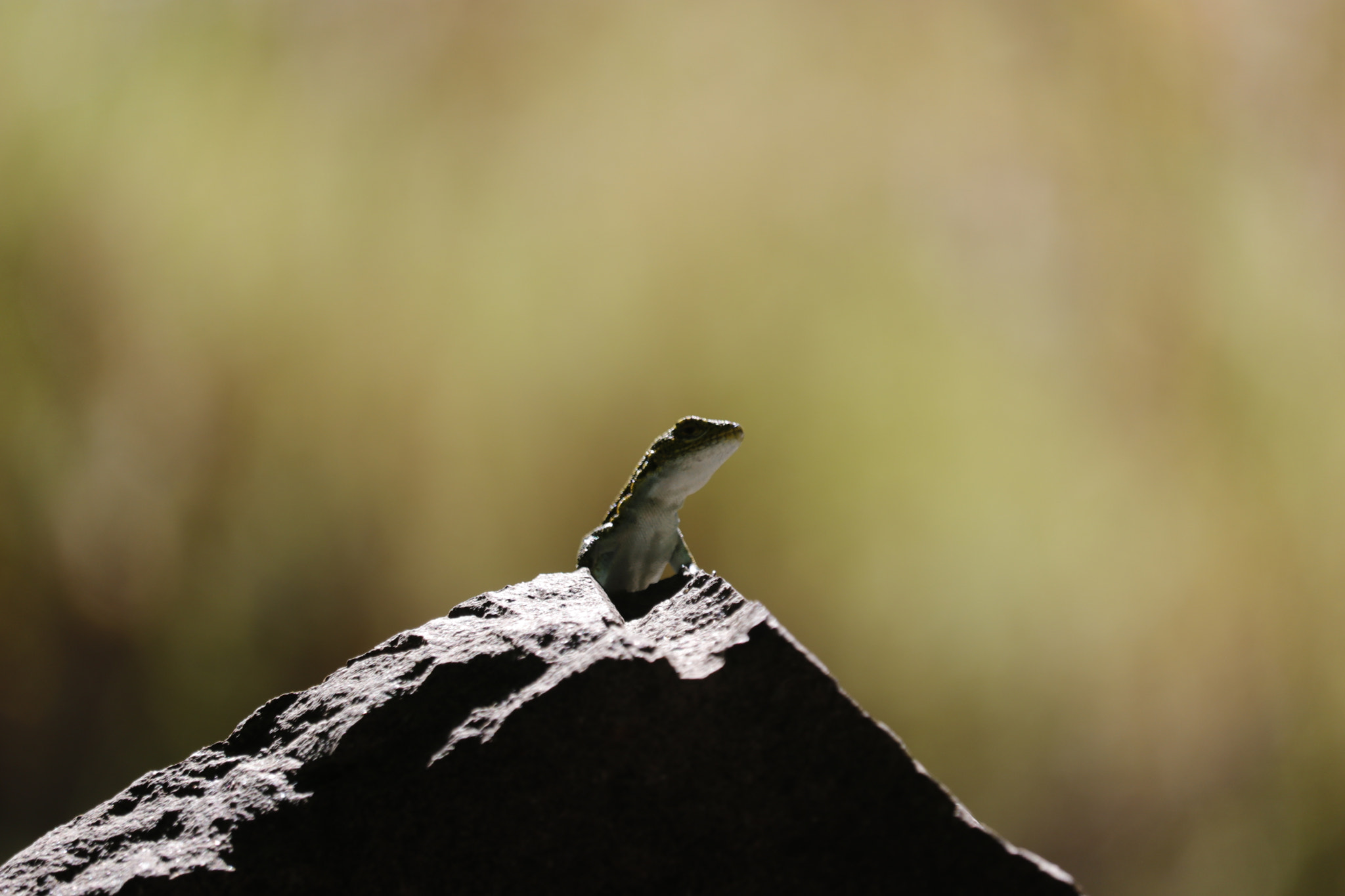 Canon EF-S 55-250mm F4-5.6 IS STM sample photo. Lagartija 4 photography