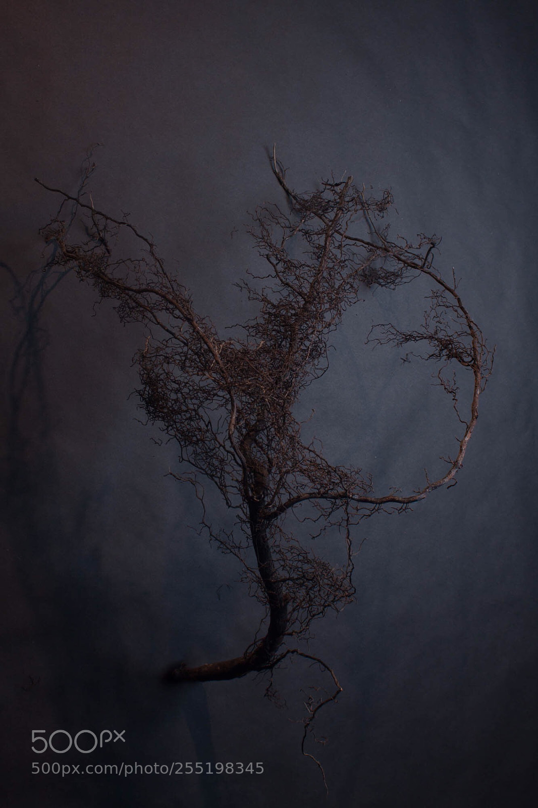 Canon EOS 50D sample photo. Roots photography