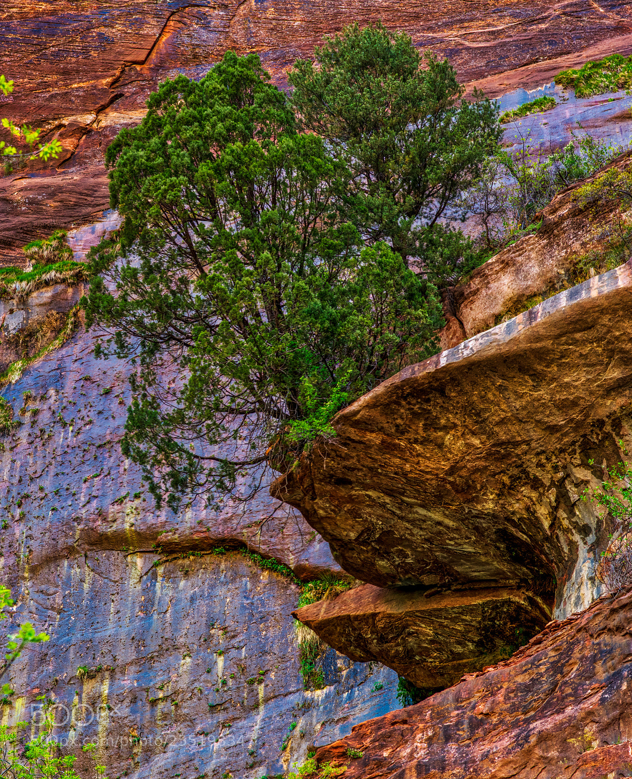 Pentax K-3 II sample photo. Zion national park photography