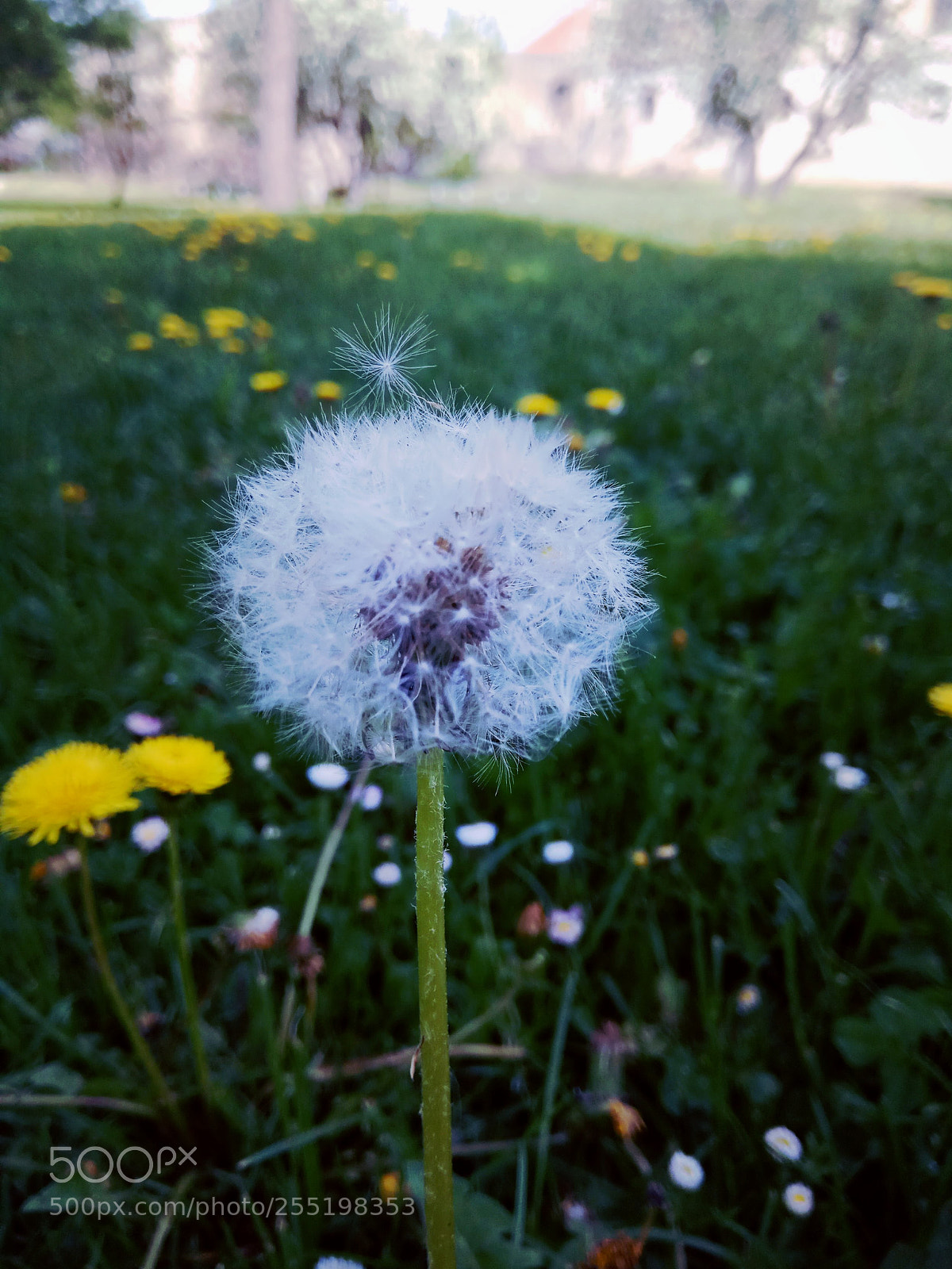 Xiaomi Redmi Note 4 sample photo. Untitled photography