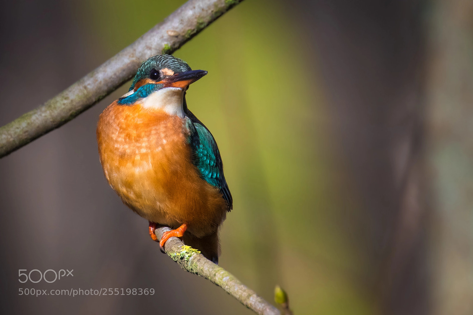 Canon EOS 7D Mark II sample photo. Common kingfisher (alcedo atthis) photography