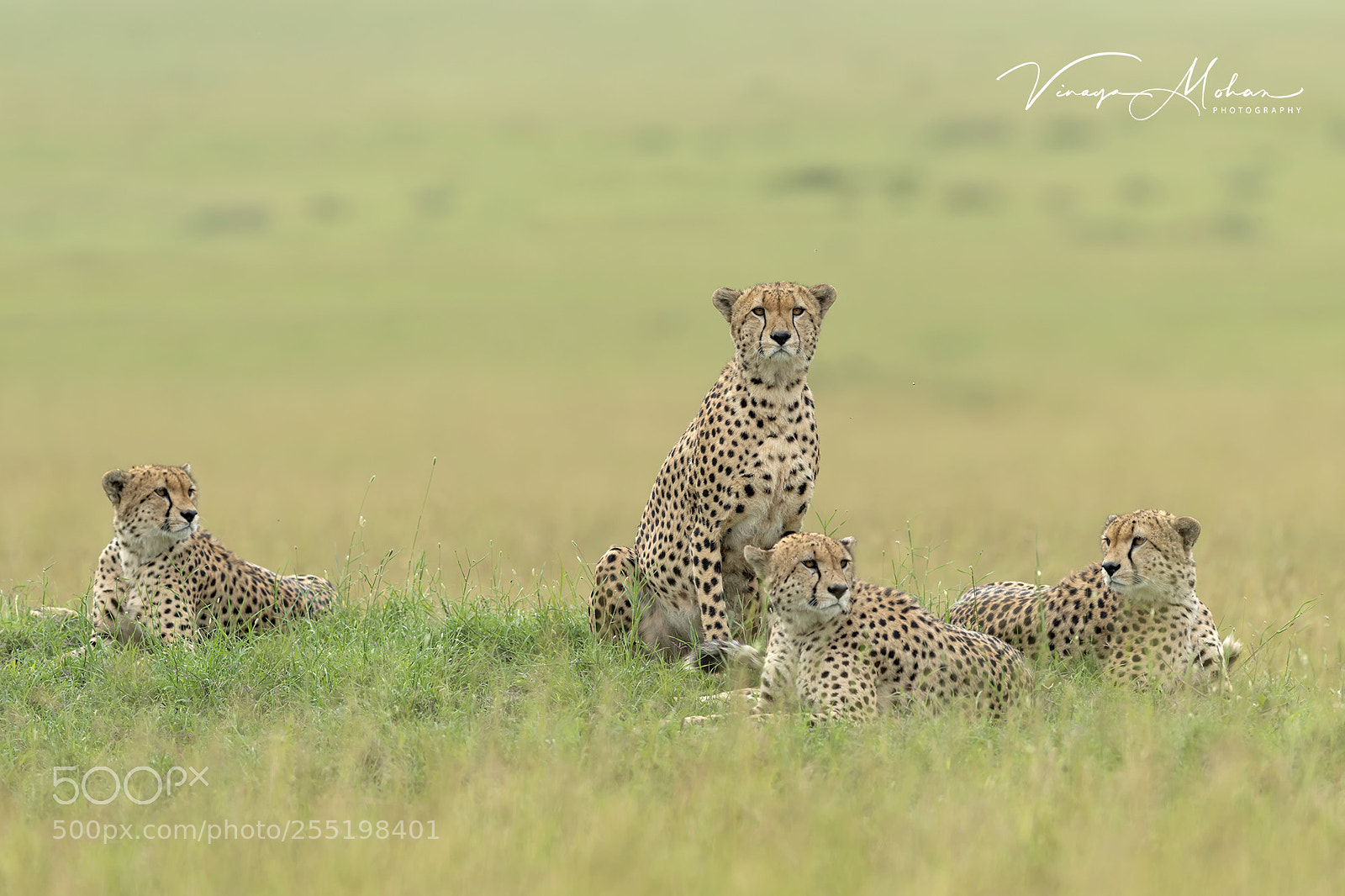 Nikon D5 sample photo. Cheetah's of mara photography