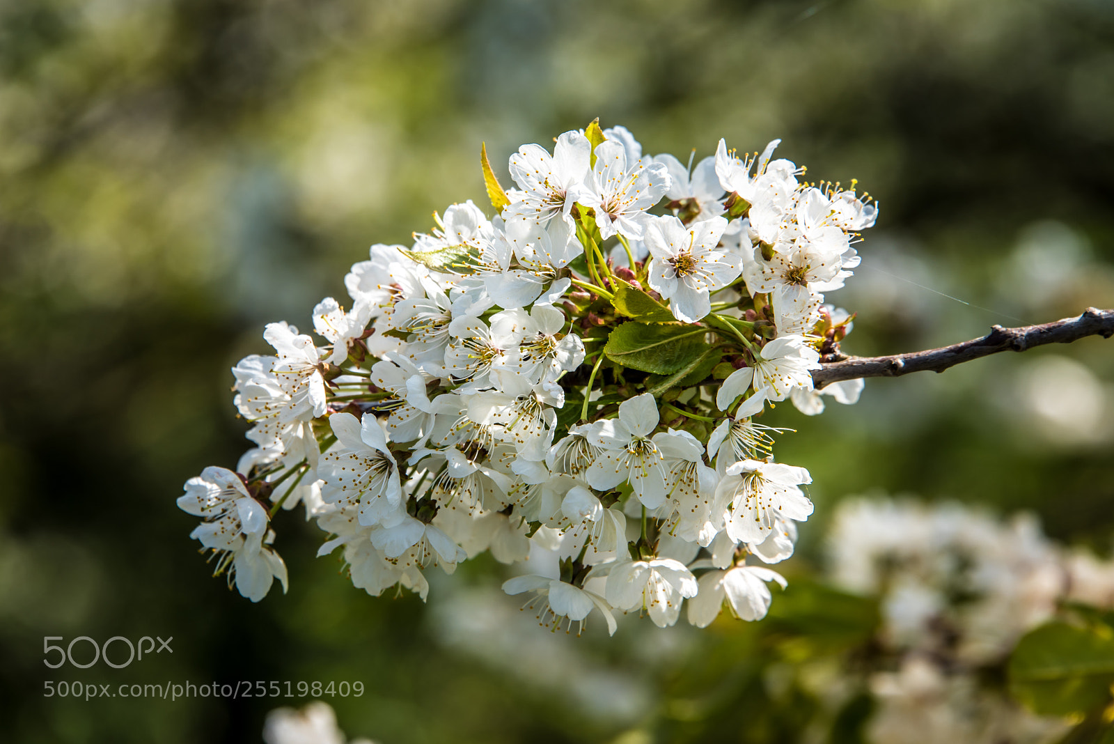 Nikon D810 sample photo. Blossoms photography