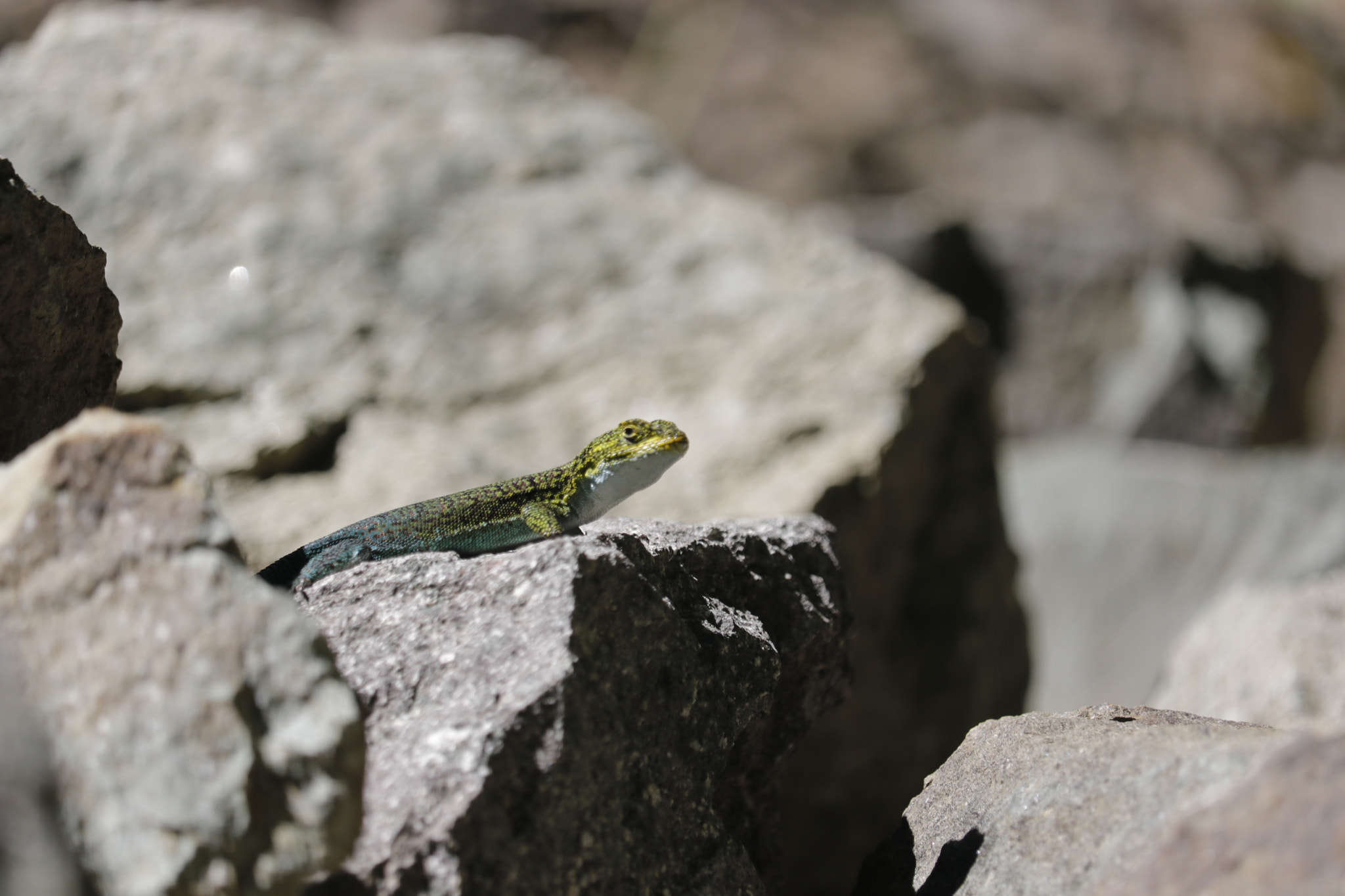Canon EF-S 55-250mm F4-5.6 IS STM sample photo. Lagartija 5 photography