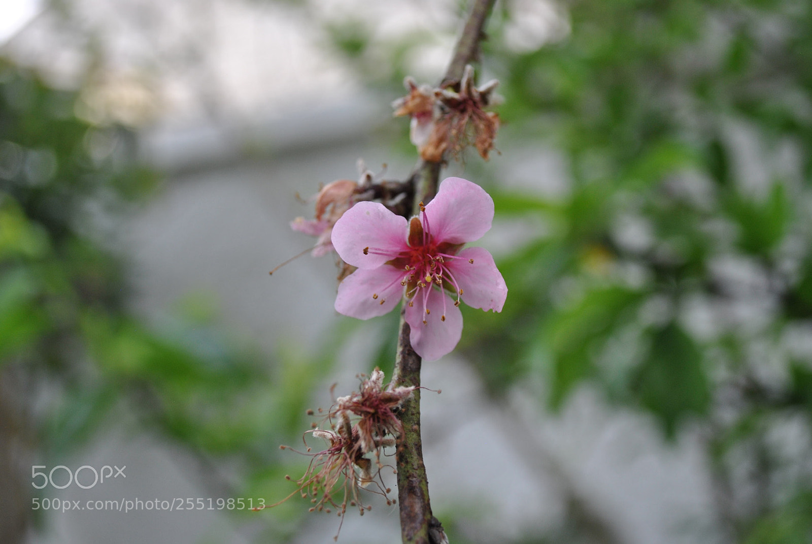 Nikon D3000 sample photo. #macro #nikon #gallery photography