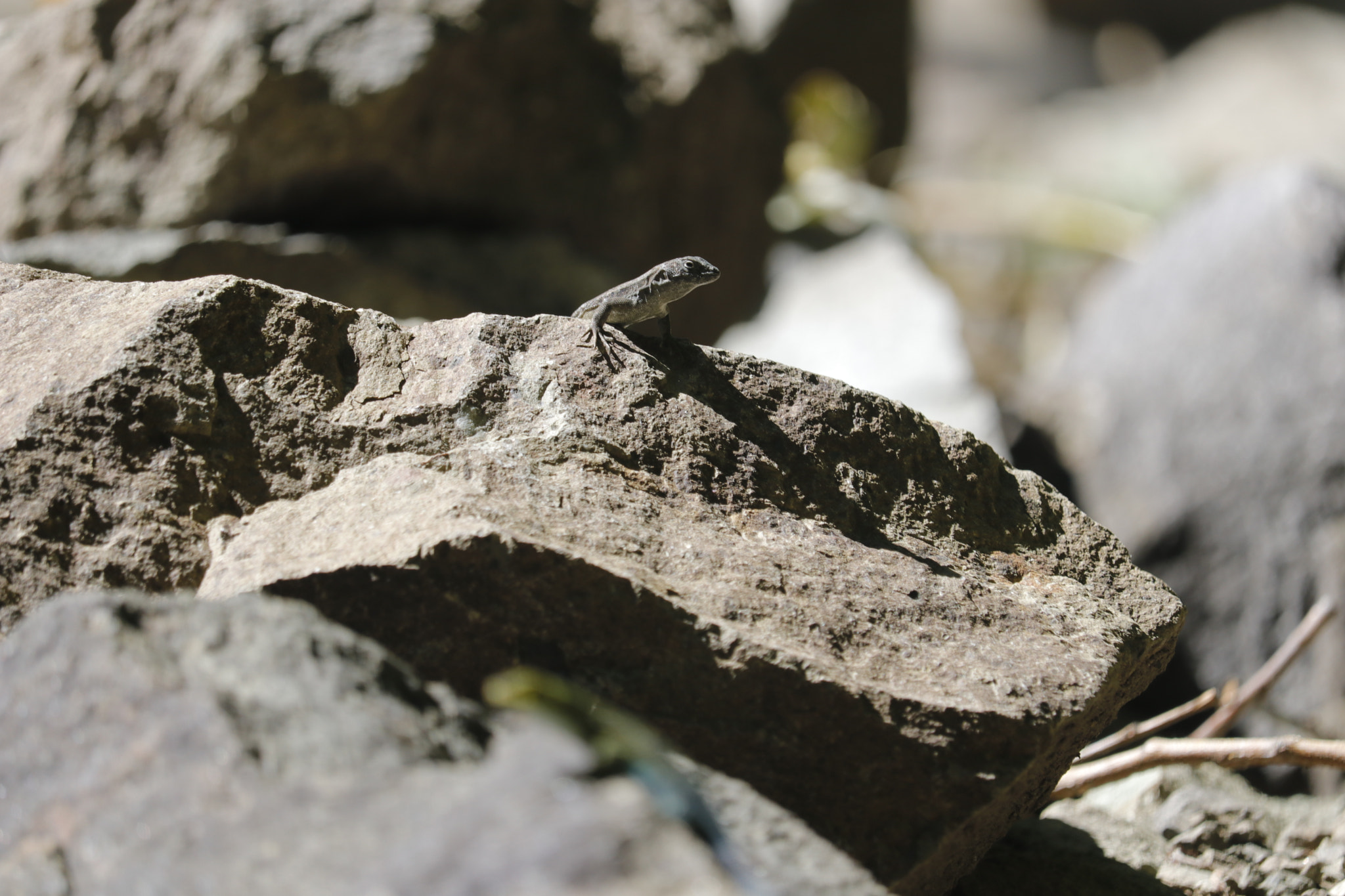 Canon EF-S 55-250mm F4-5.6 IS STM sample photo. Lagartija 6 photography