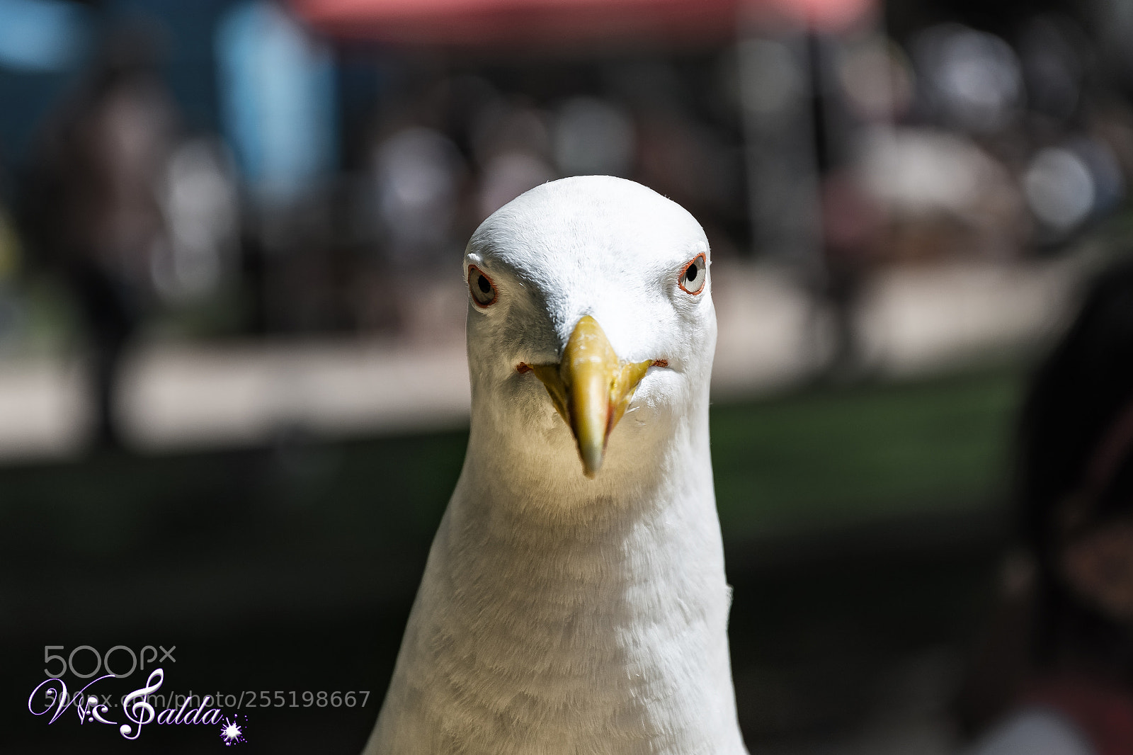 Nikon D7500 sample photo. Are you talking to photography