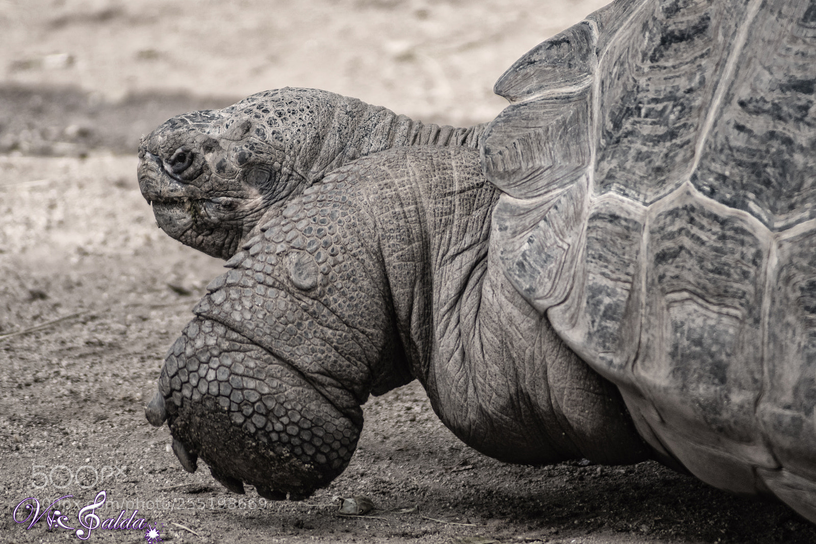 Nikon D7500 sample photo. Tortuga centenaria photography