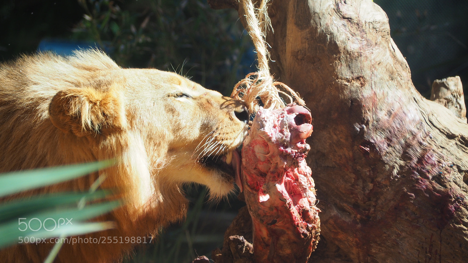 Olympus OM-D E-M10 II sample photo. Hungry lion photography