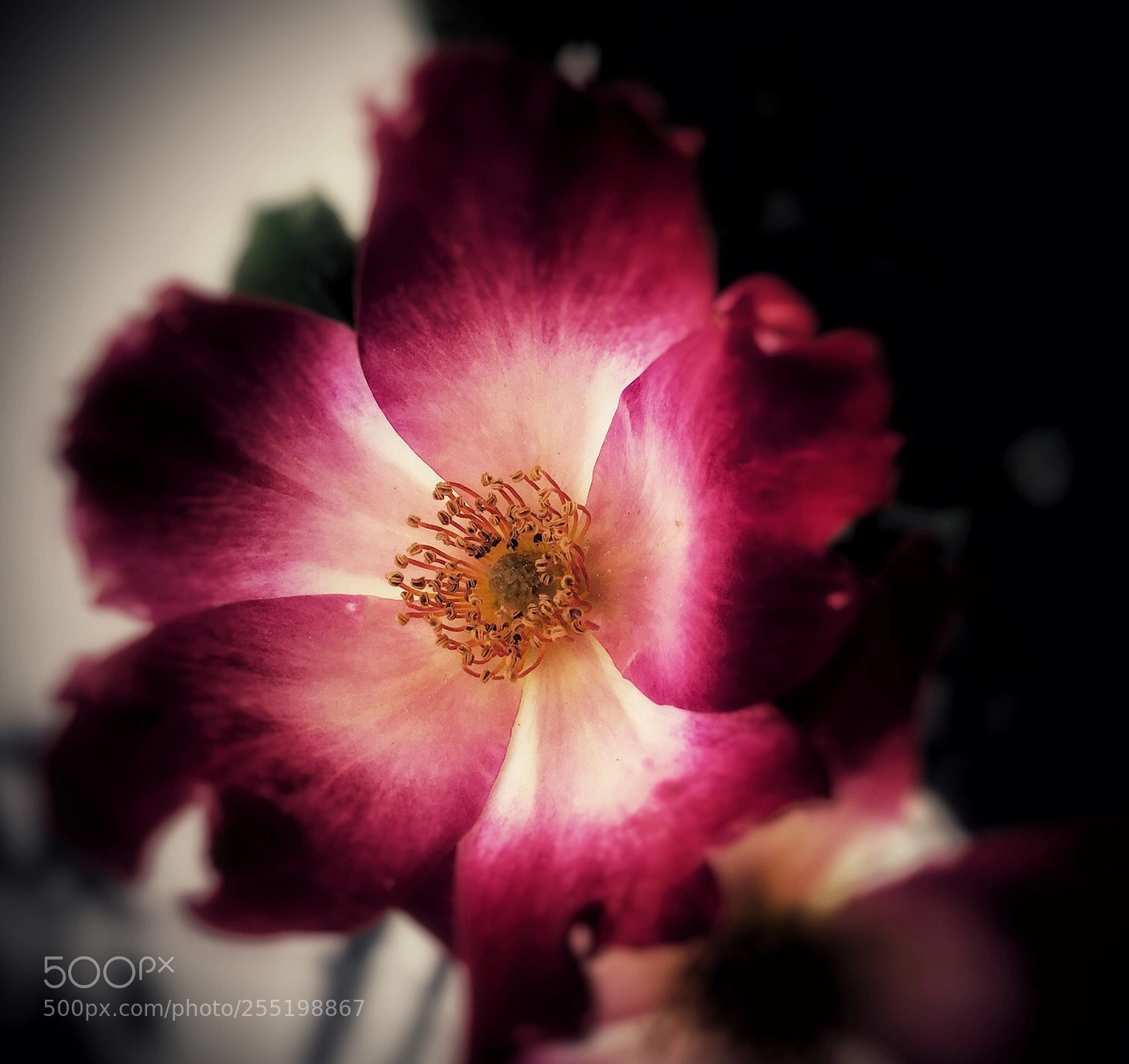 Apple iPhone 6s sample photo. Un fiorellino photography