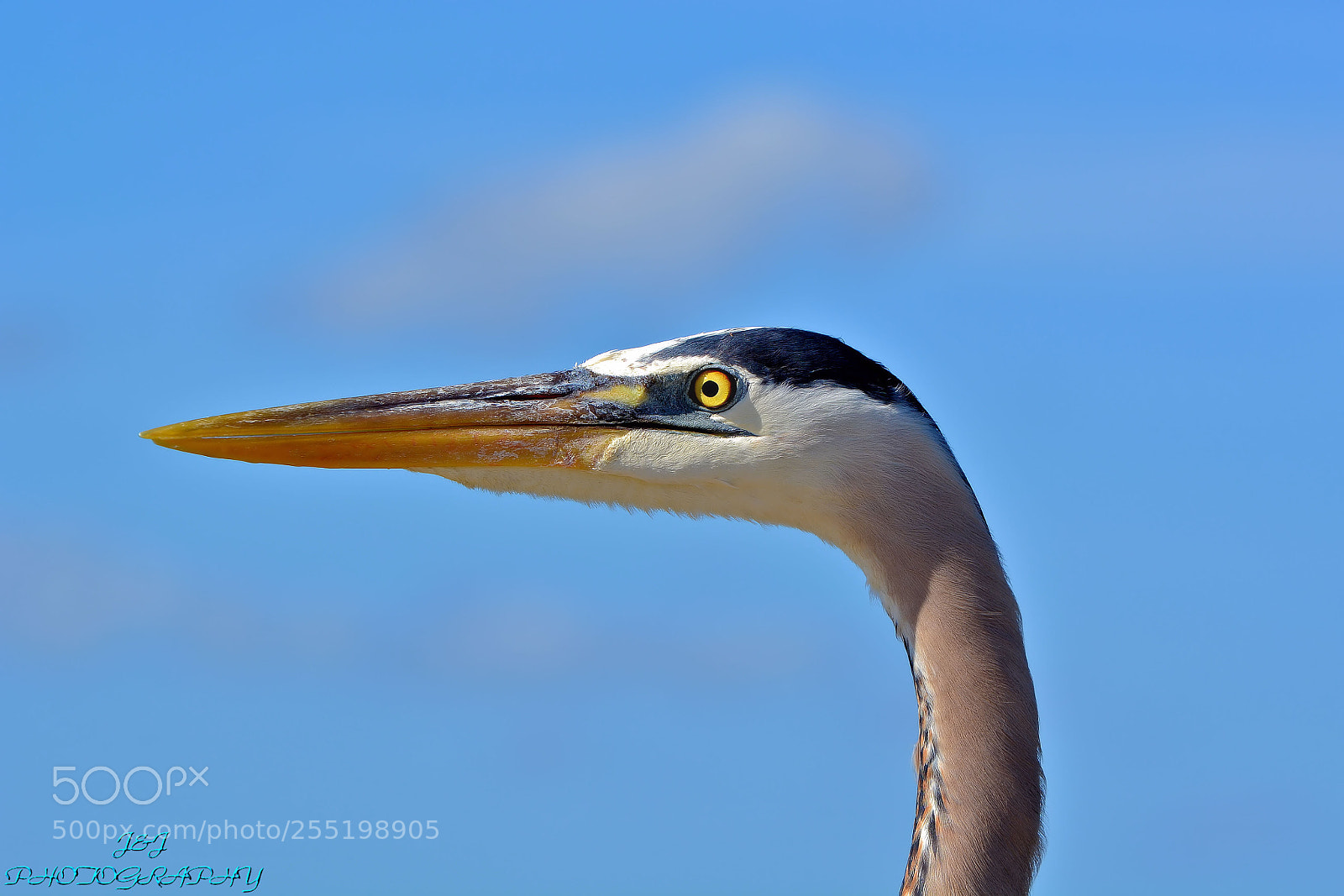 Nikon D7100 sample photo. Blue heron photography