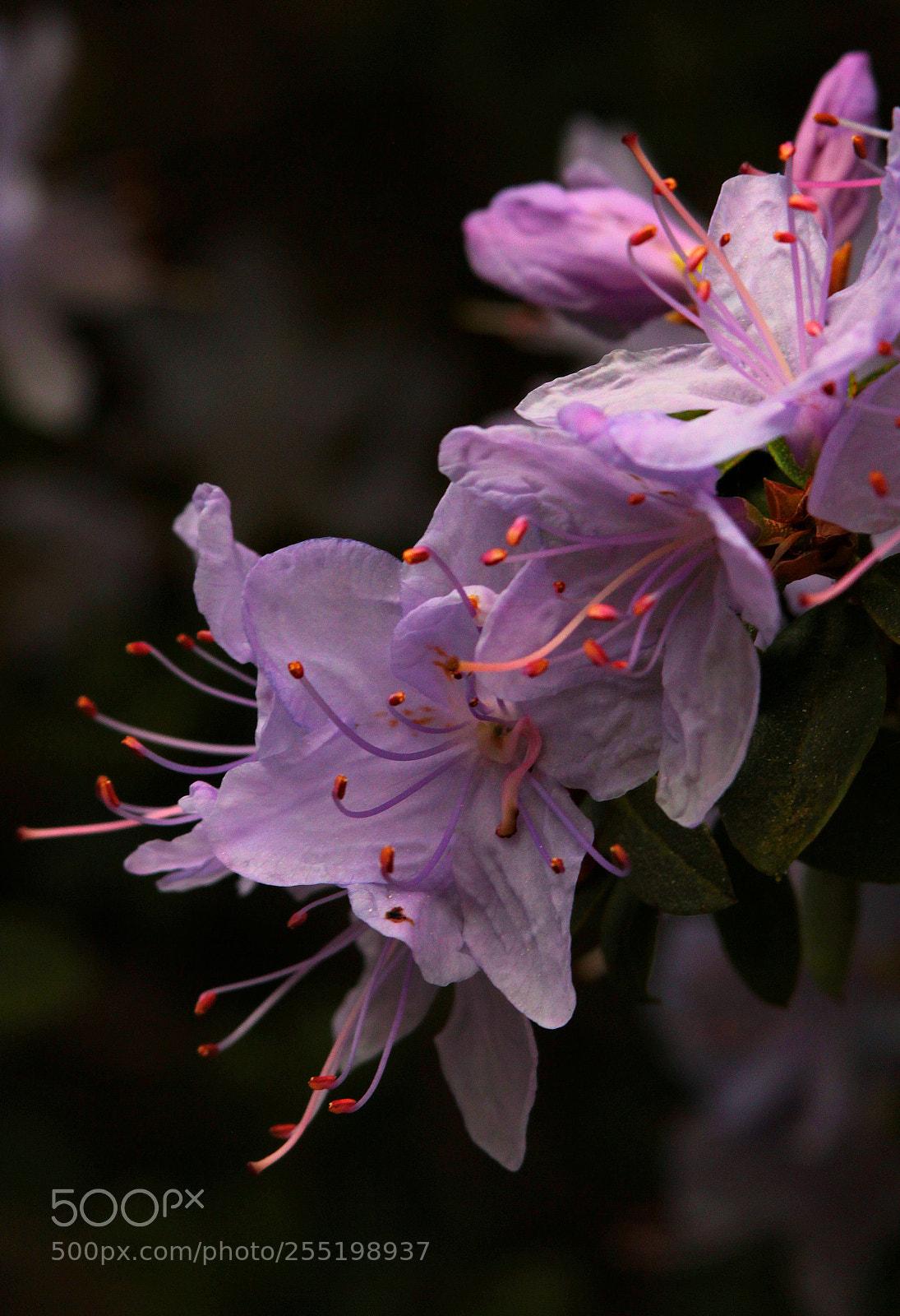 Canon EOS 600D (Rebel EOS T3i / EOS Kiss X5) sample photo. Rhododendron photography