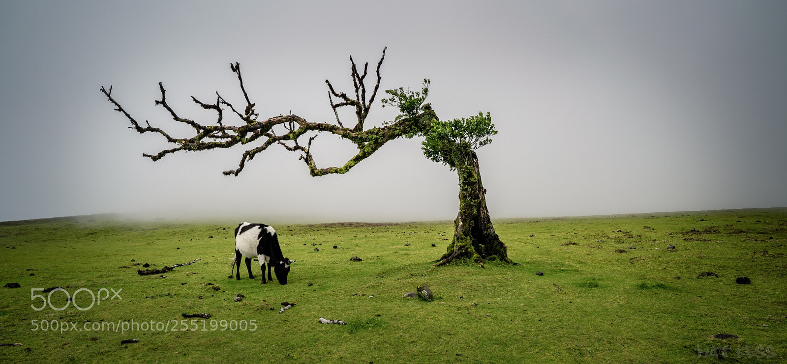 Sony a7R II sample photo. Silence photography