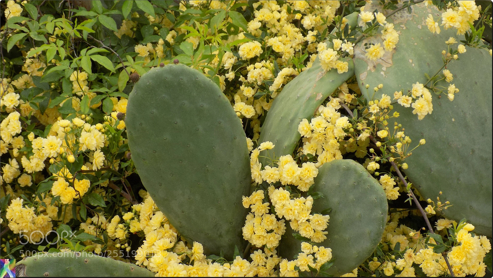 Nikon COOLPIX L340 sample photo. Amores que matan... nunca photography