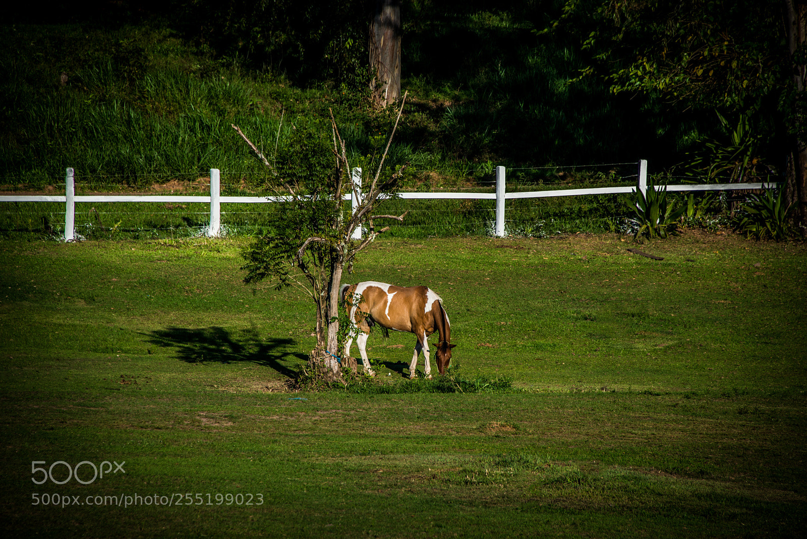 Nikon D610 sample photo. No campo.... photography