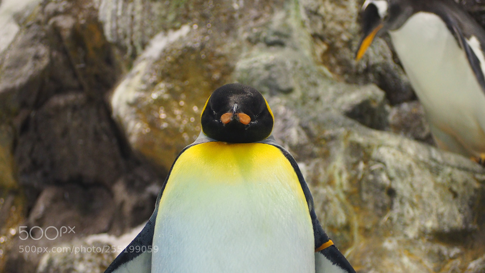 Olympus OM-D E-M10 II sample photo. Angry penguin photography