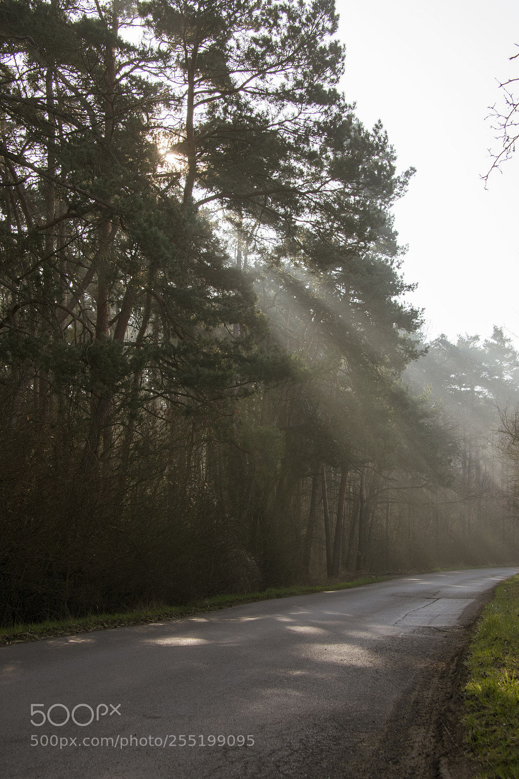 Nikon D810 sample photo. Road photography