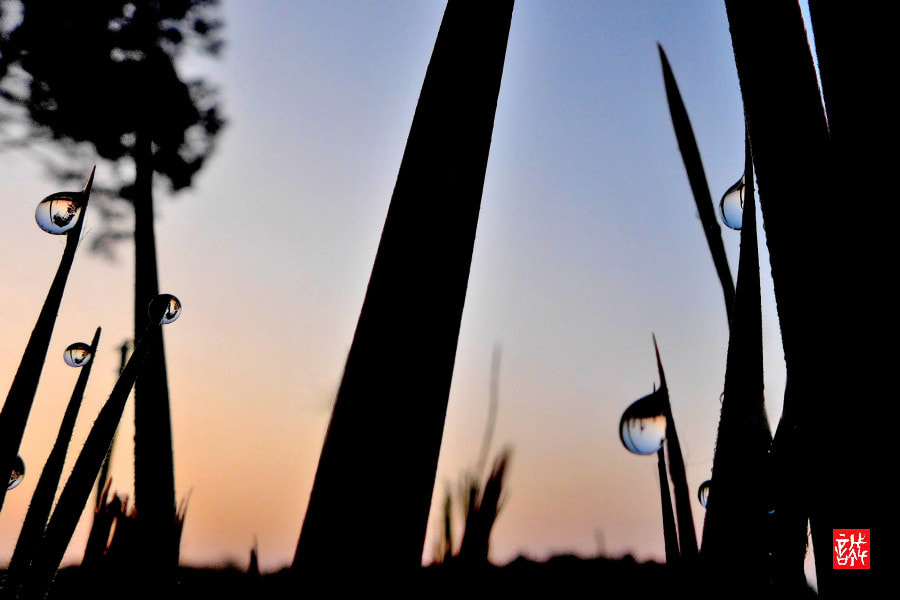 Leica D-Lux 6 sample photo. Morning dew 0425 photography