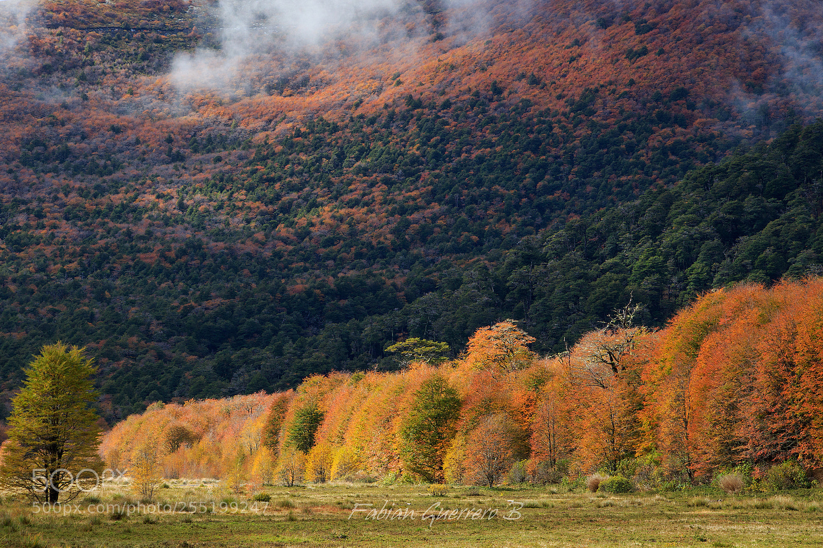 Canon EOS 7D Mark II sample photo. Autumn, light and color photography