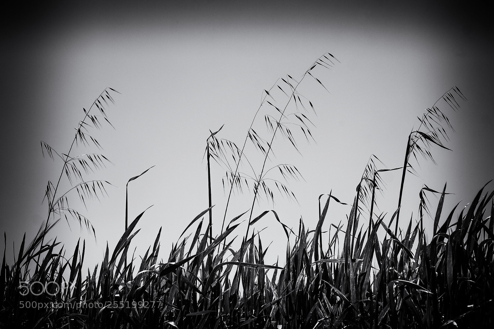 Canon EOS 50D sample photo. Spring photography