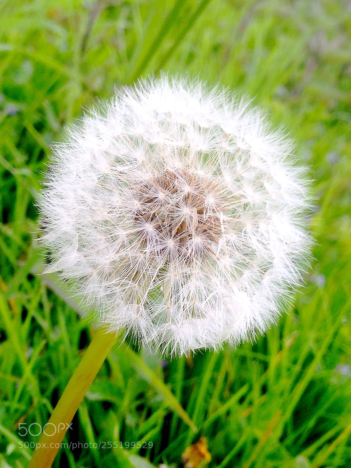 Apple iPhone 5 sample photo. Dandelion photography