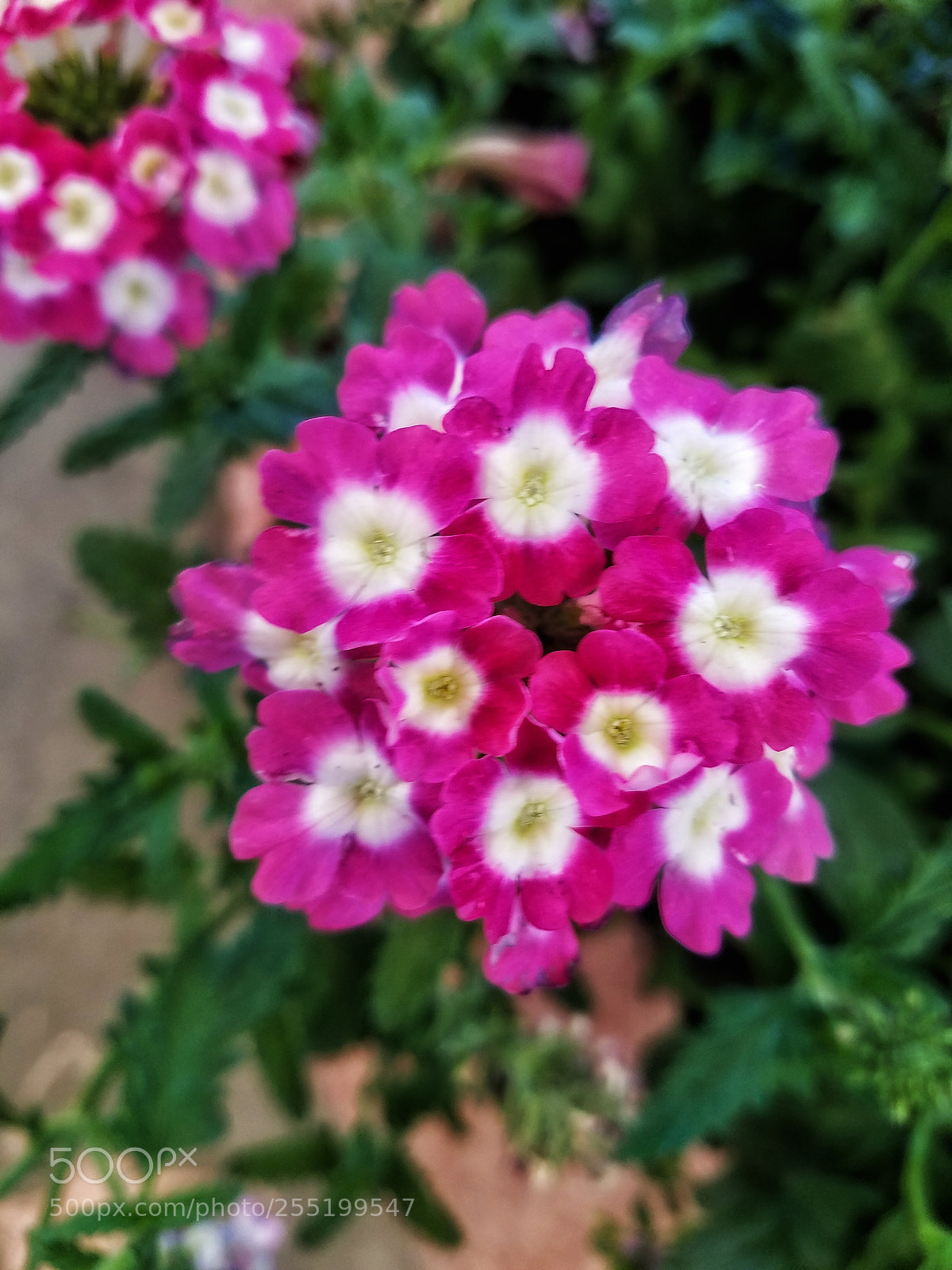 Samsung Galaxy S7 Edge sample photo. Flower pink white photography
