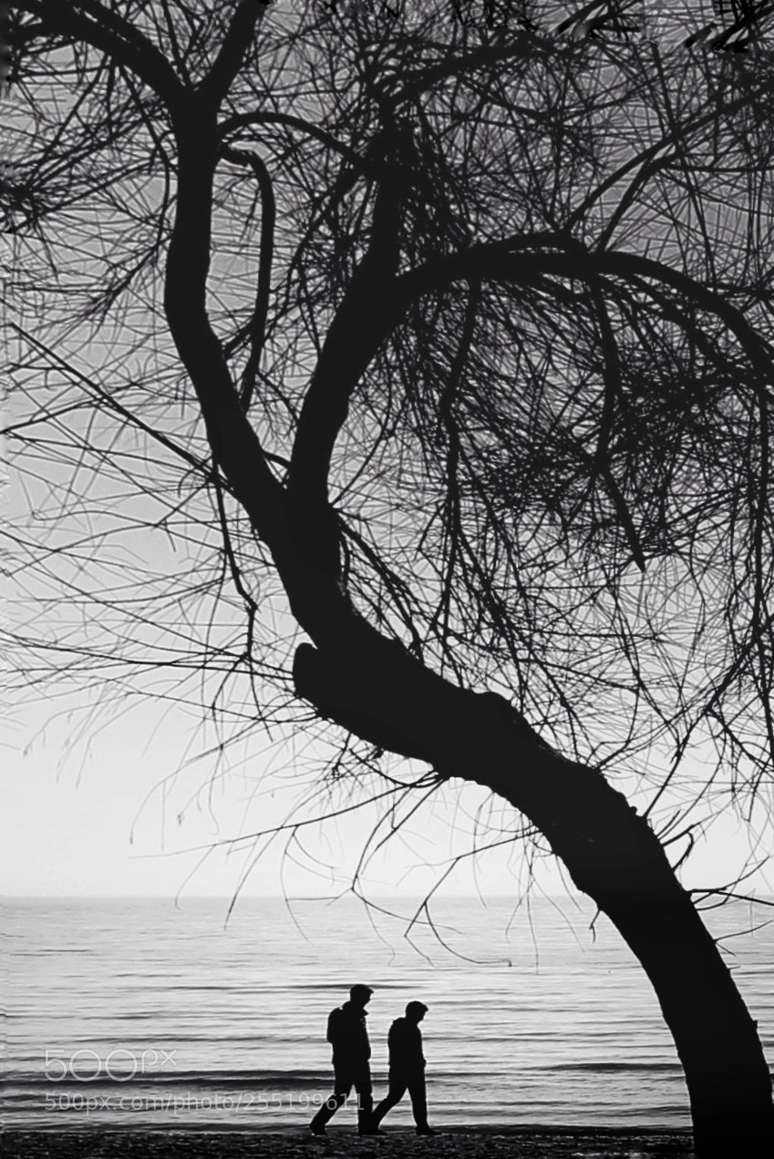 Canon EOS 60D sample photo. C o n f photography
