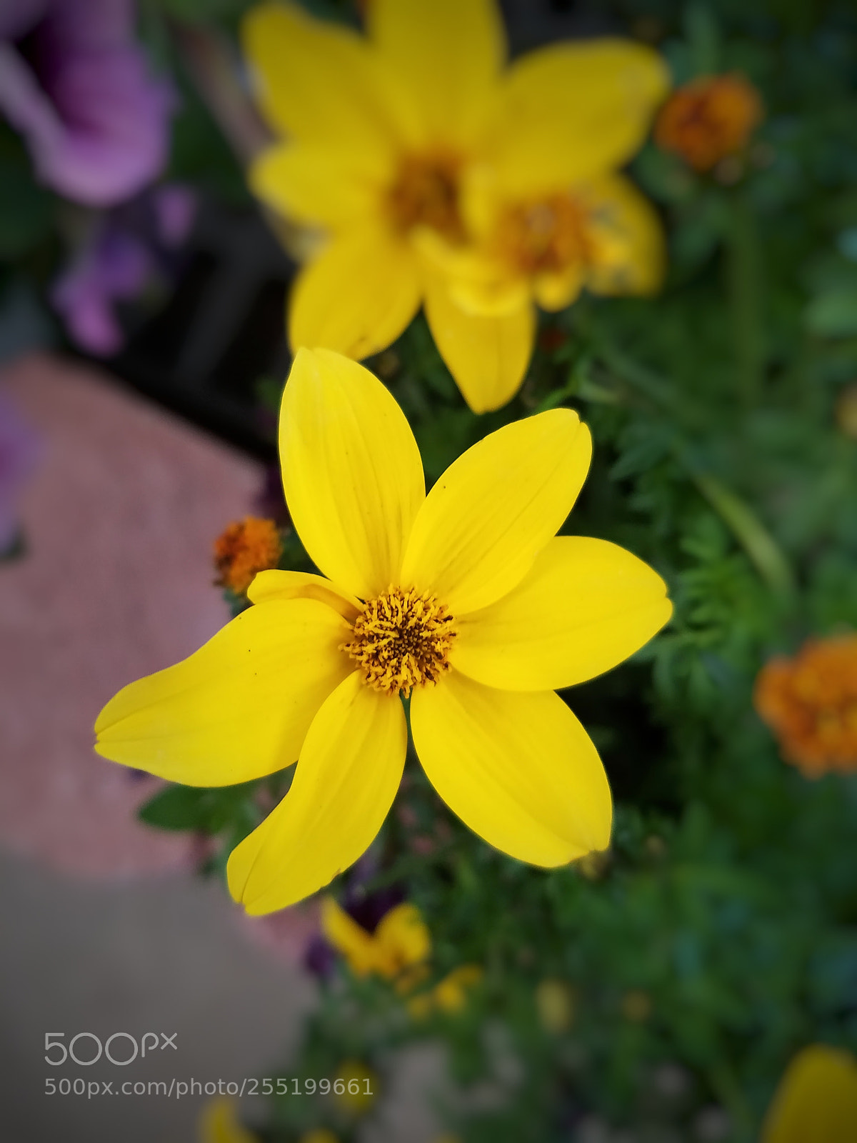 Samsung Galaxy S7 Edge sample photo. Flower yellow 2 photography
