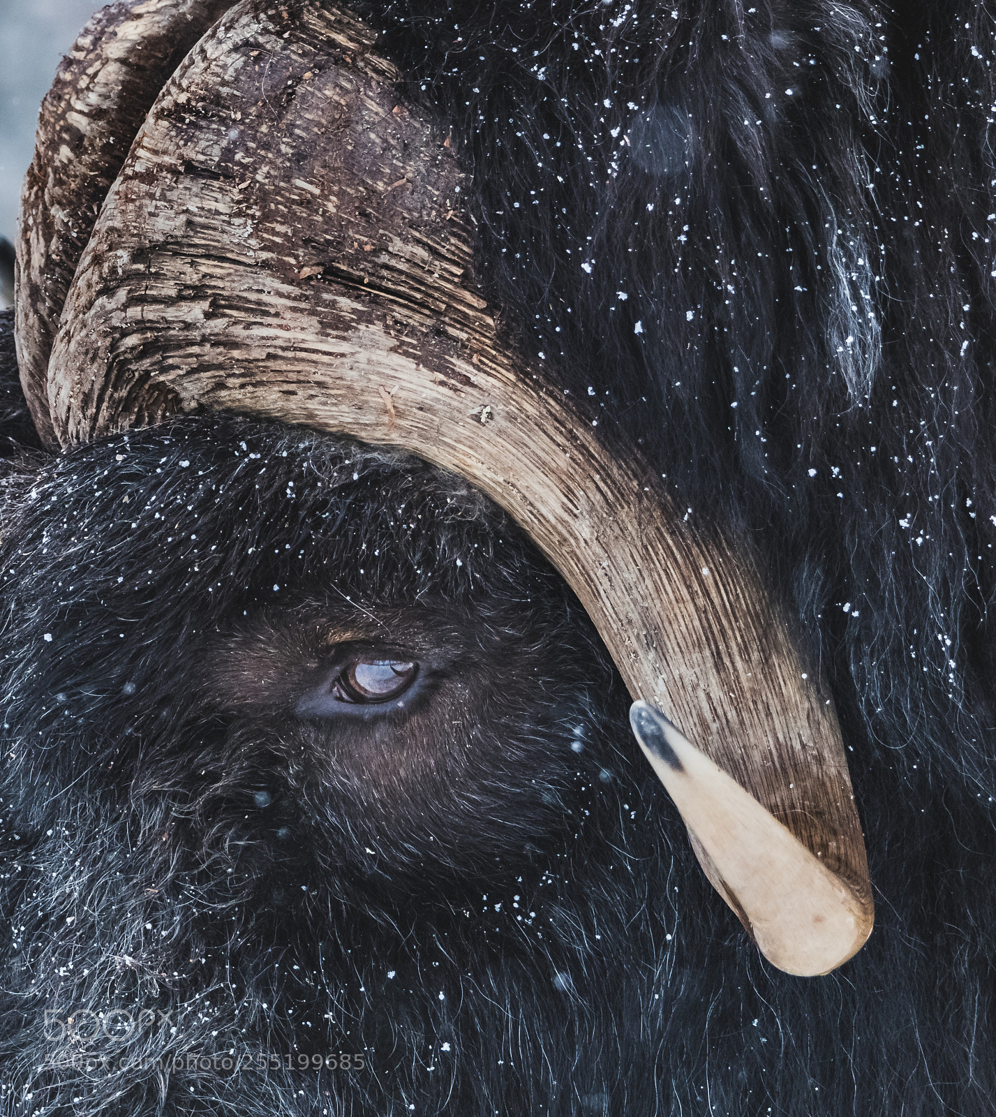 Canon EOS 80D sample photo. Horn of the muskox photography