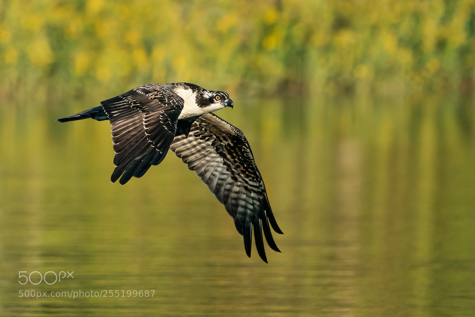 Sony a9 sample photo. Osprey flight ix photography