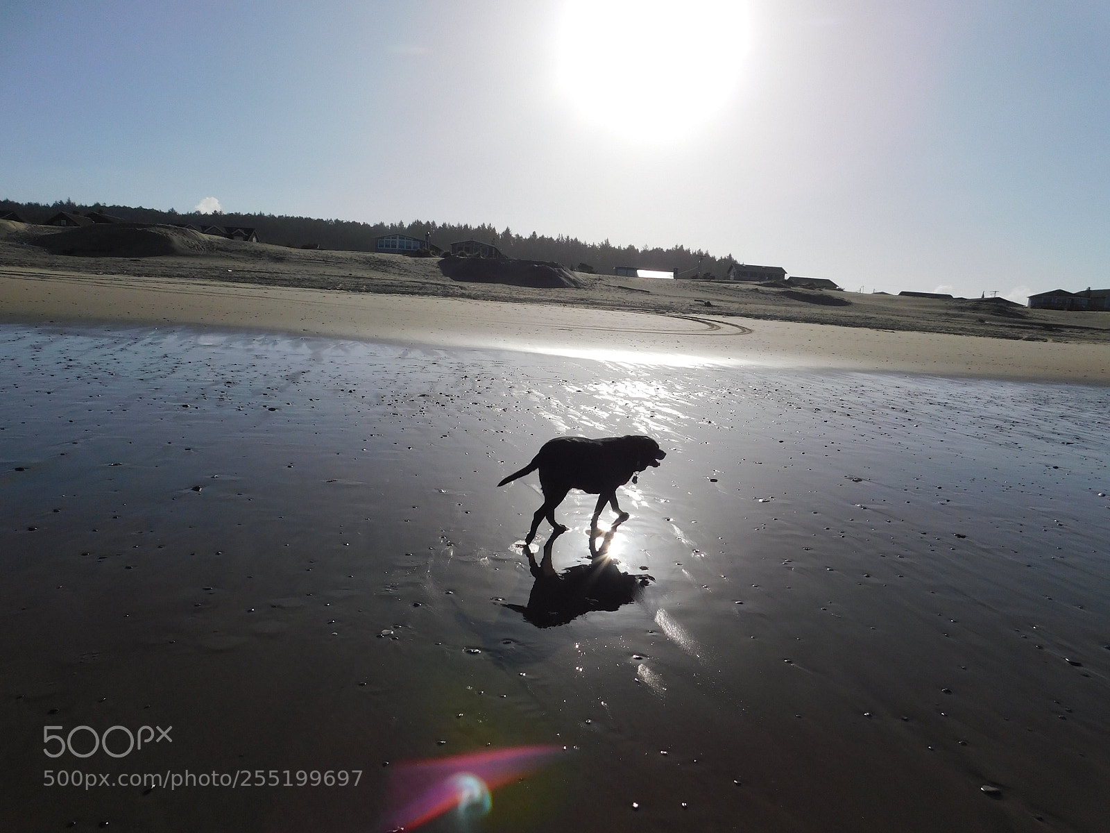Nikon Coolpix B500 sample photo. Dog on the beach photography