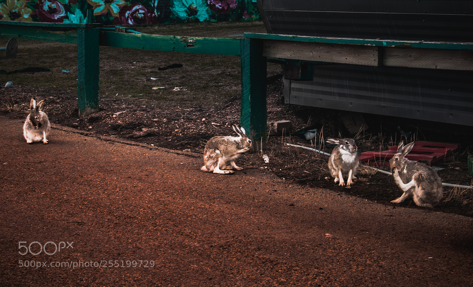 Nikon D5300 sample photo. Four rabbits just hanging photography