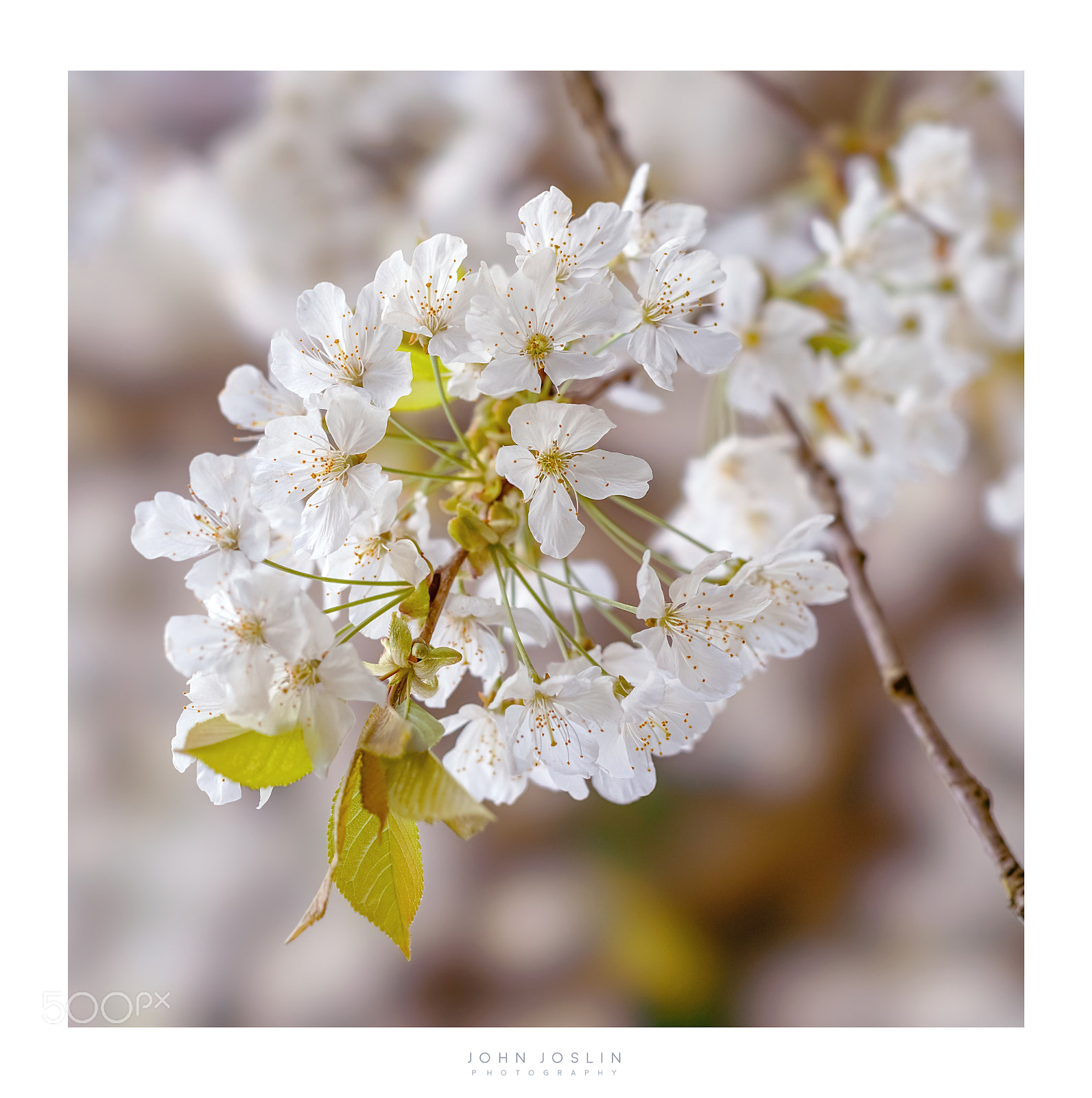 Sony a7R II sample photo. Here today .... photography