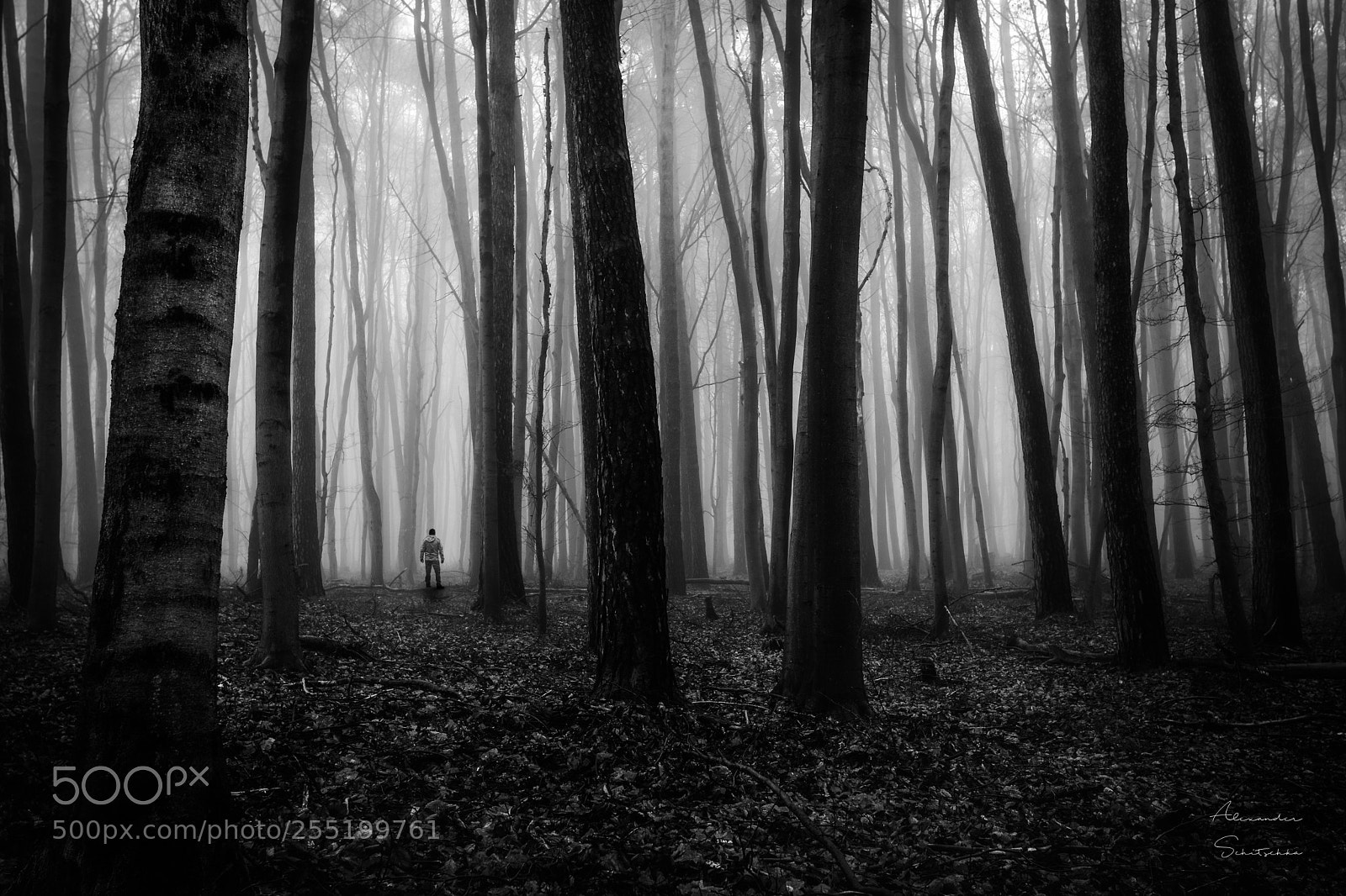 Sony a7 sample photo. Explore the forest photography