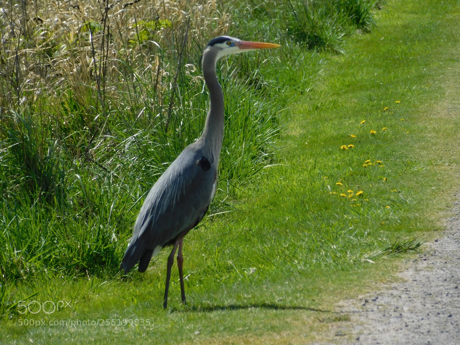 Nikon Coolpix B500 sample photo. Blue heron at the photography