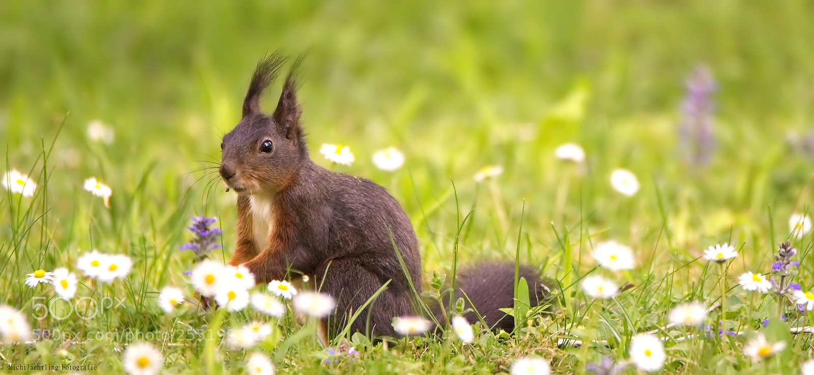 Nikon D7200 sample photo. I love squirrels photography