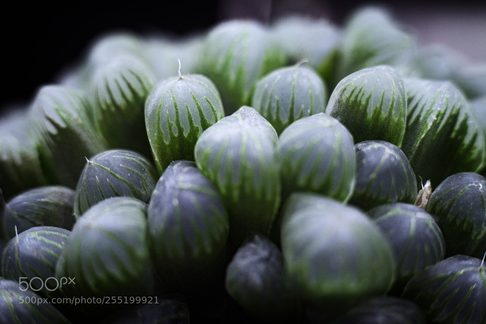 Canon EOS 5D Mark II sample photo. Haworthia cooperi photography