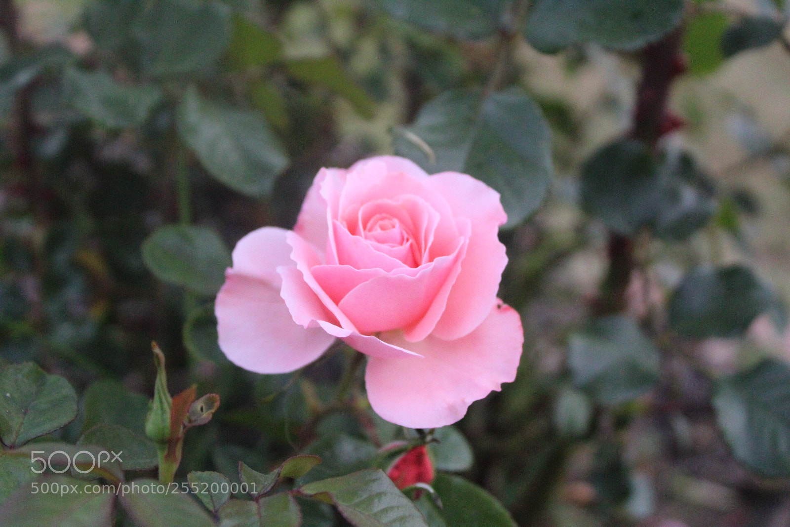 Canon EOS 1300D (EOS Rebel T6 / EOS Kiss X80) sample photo. Untitled photography