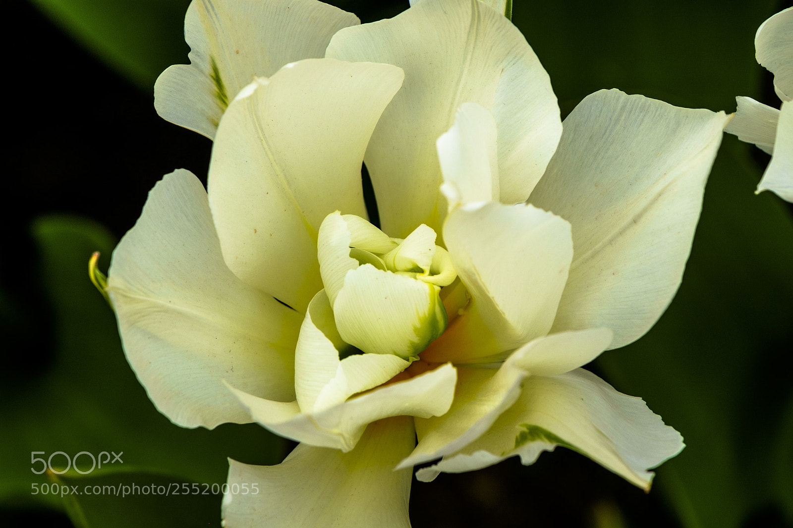 Fujifilm X-Pro1 sample photo. Viridiflora tulip photography