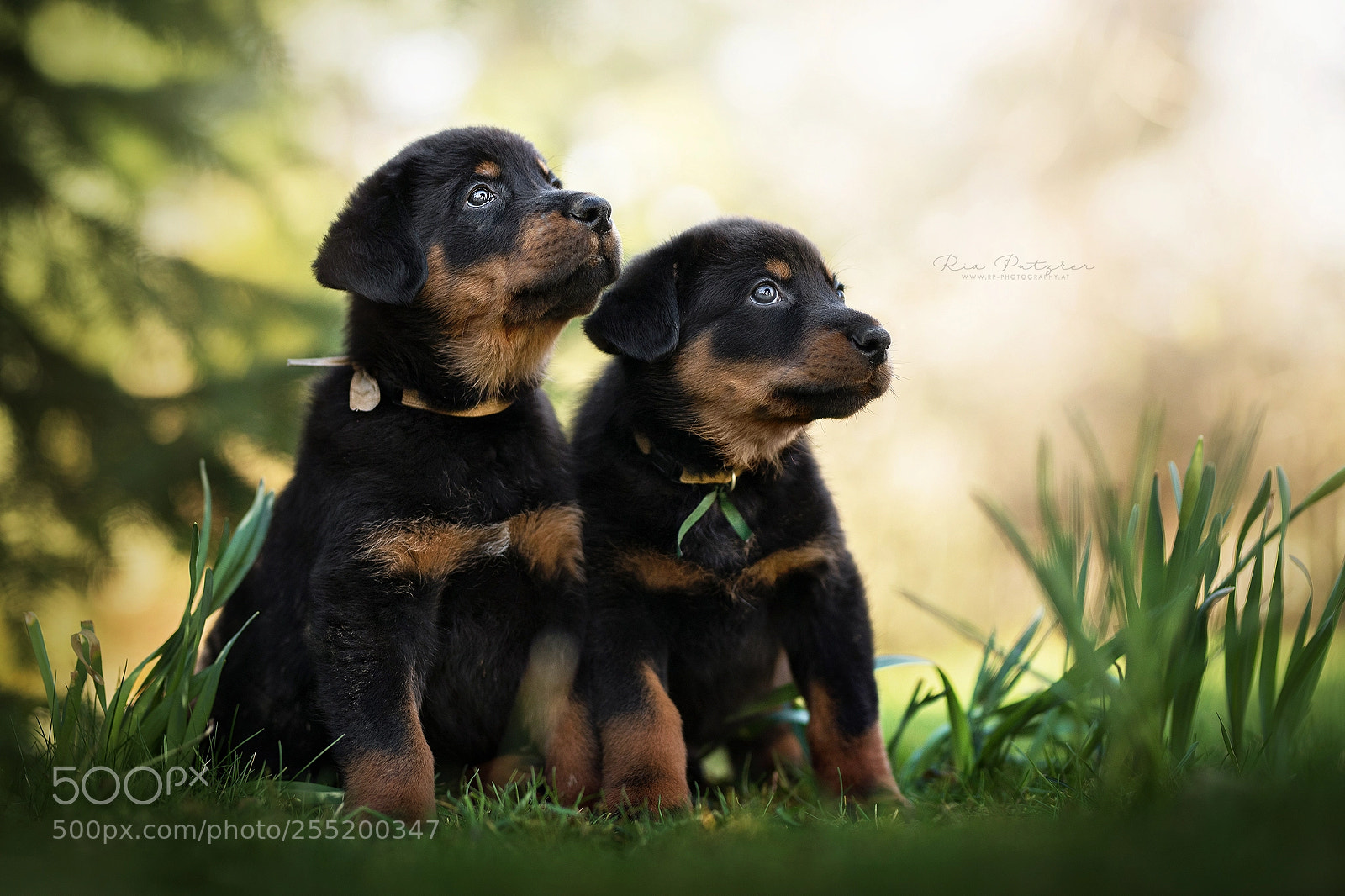 Nikon D850 sample photo. Beauceron puppies photography