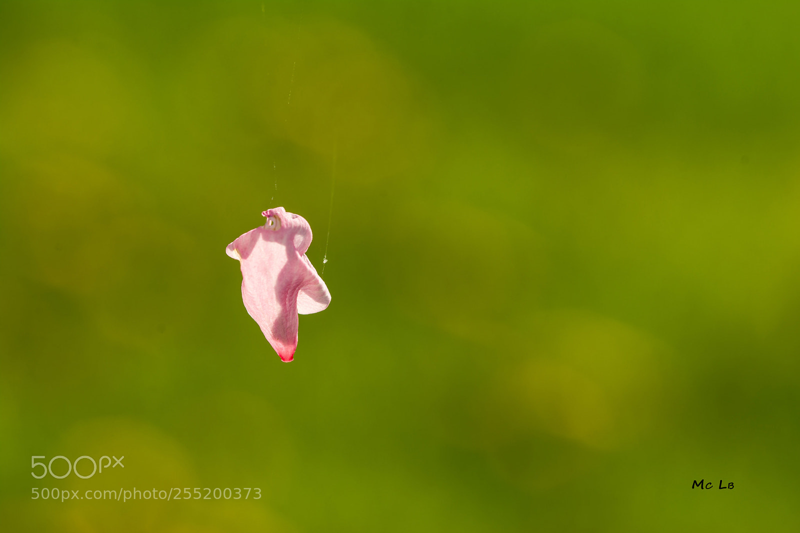 Nikon D7100 sample photo. Flying flower photography