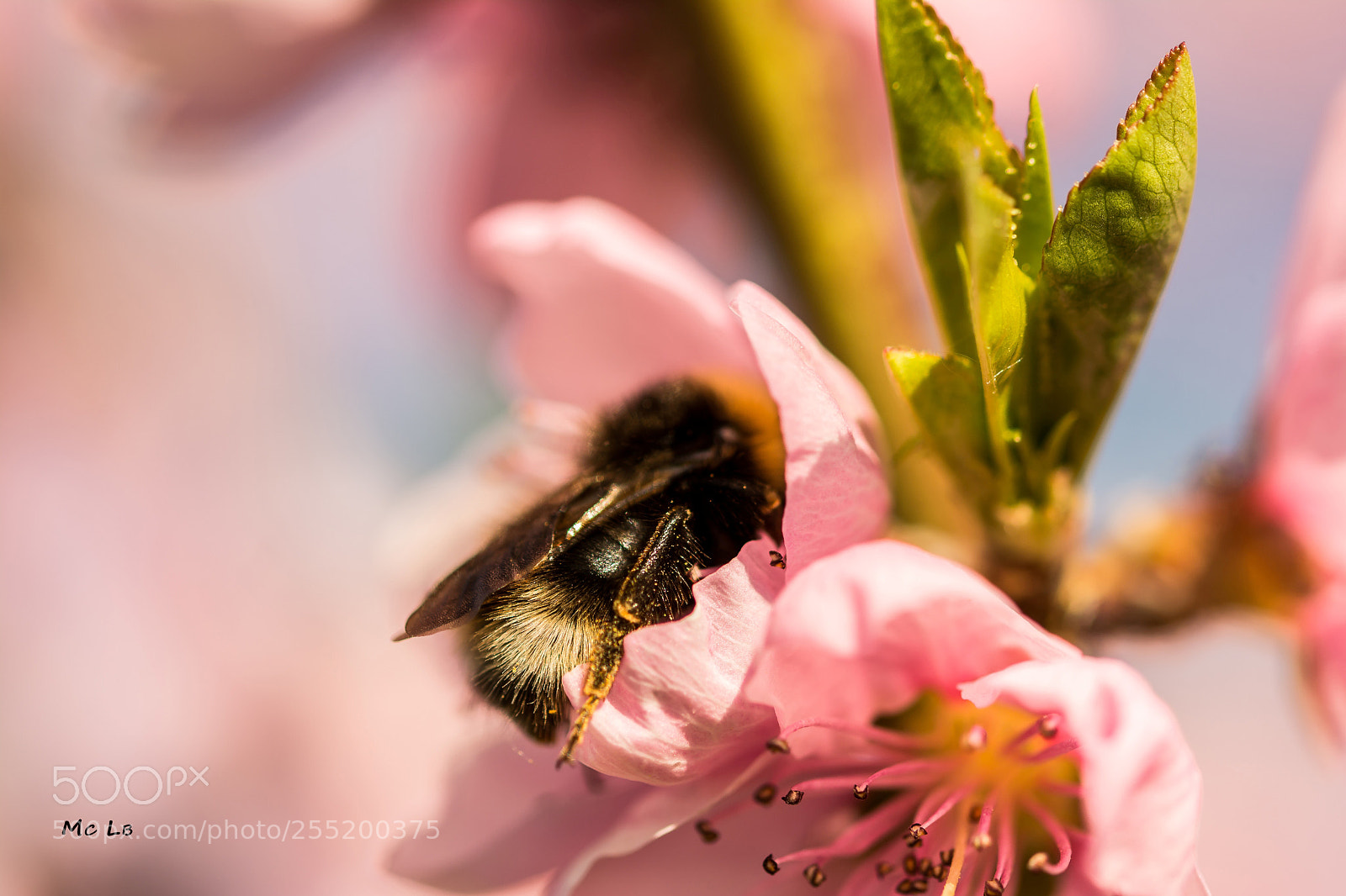 Nikon D7100 sample photo. Peach blossom photography