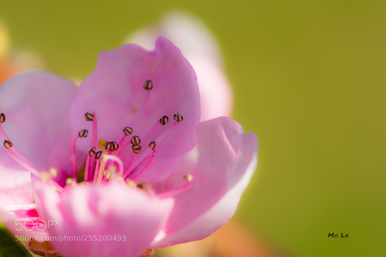 Nikon D7100 sample photo. Peach blossom photography