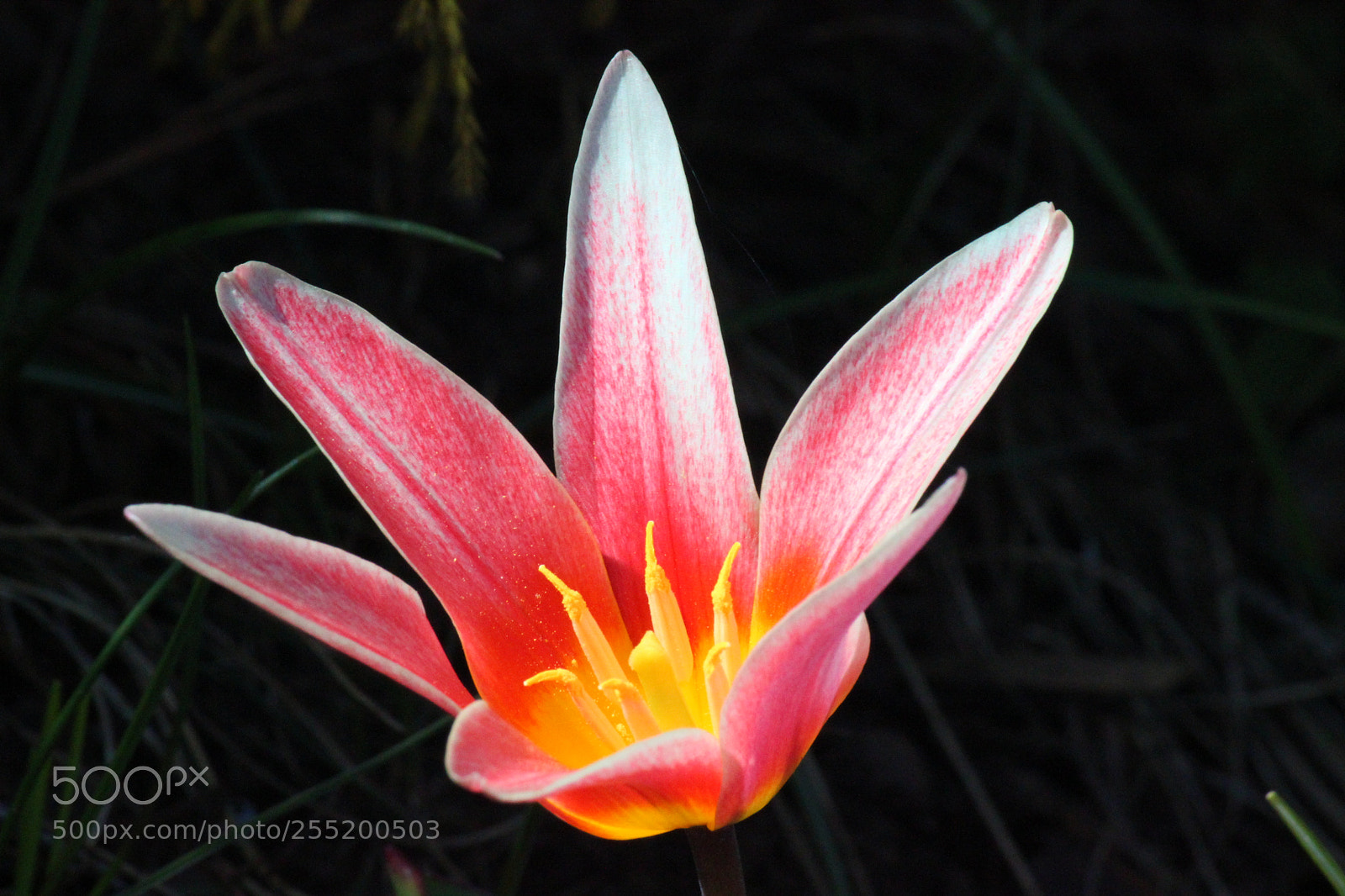 Canon EF-S 55-250mm F4-5.6 IS II sample photo. Color of spring photography