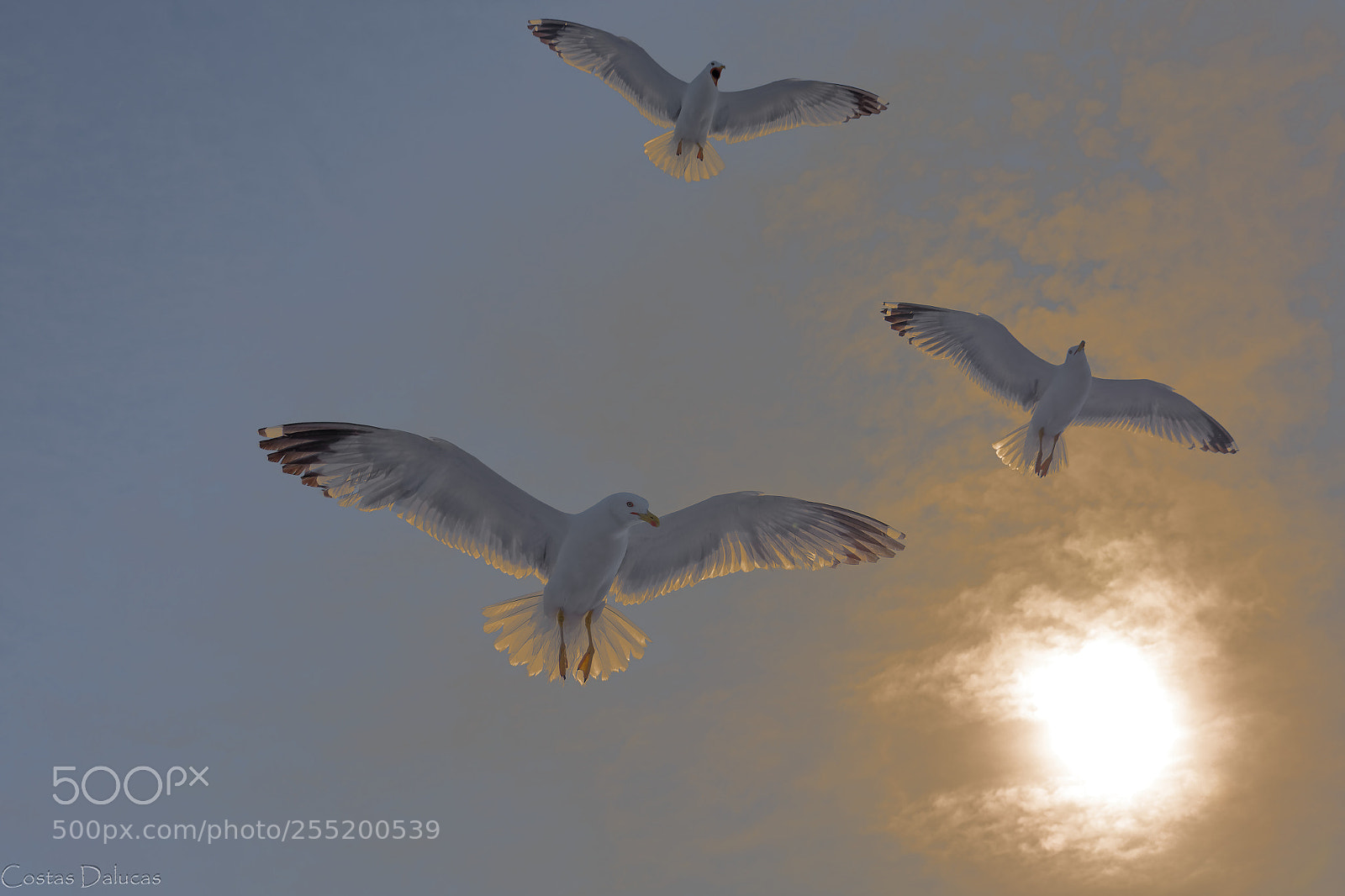 Nikon D7100 sample photo. Seagulls photography