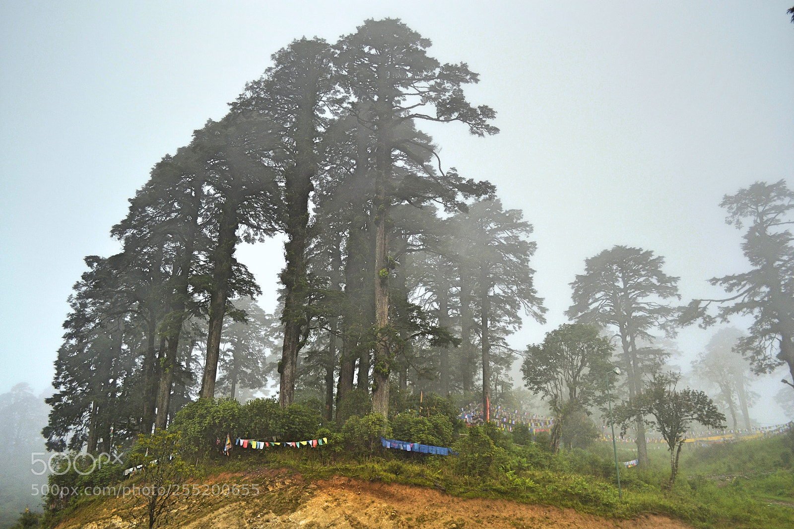 Nikon D3100 sample photo. Foggy forests photography