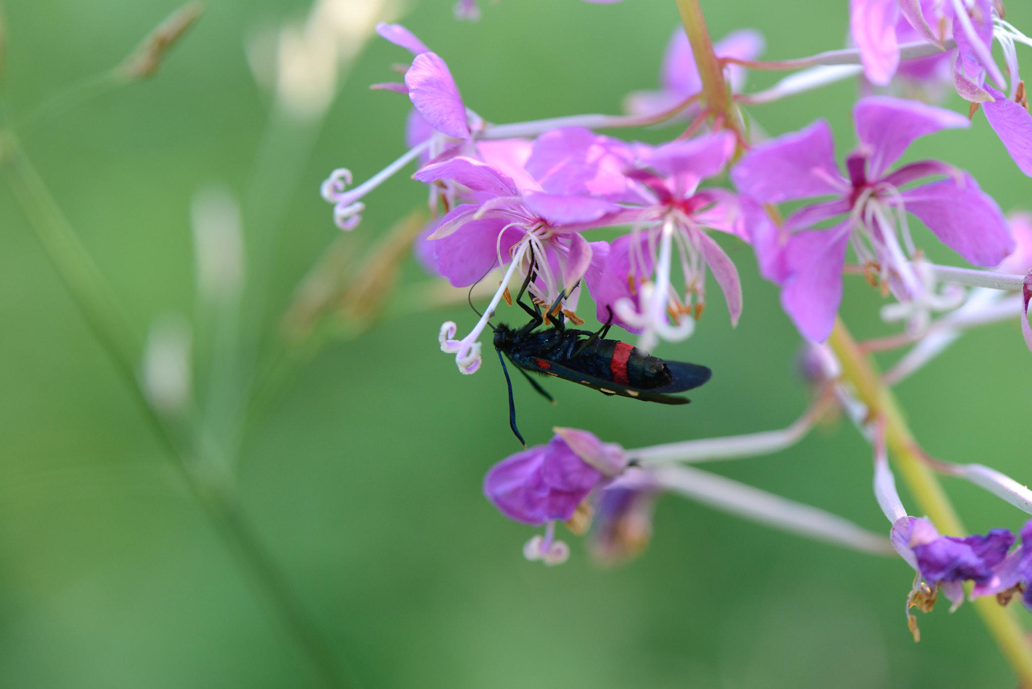 Nikon AF-S Micro-Nikkor 105mm F2.8G IF-ED VR sample photo. Zygaena ephialtes. photography