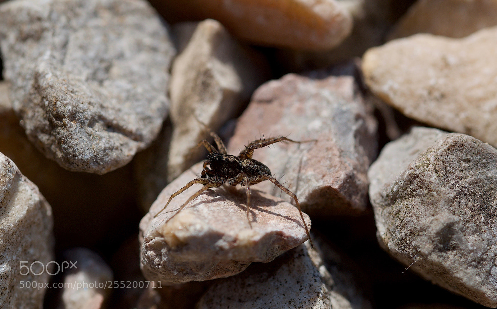 Nikon D7000 sample photo. Micro spider in the photography