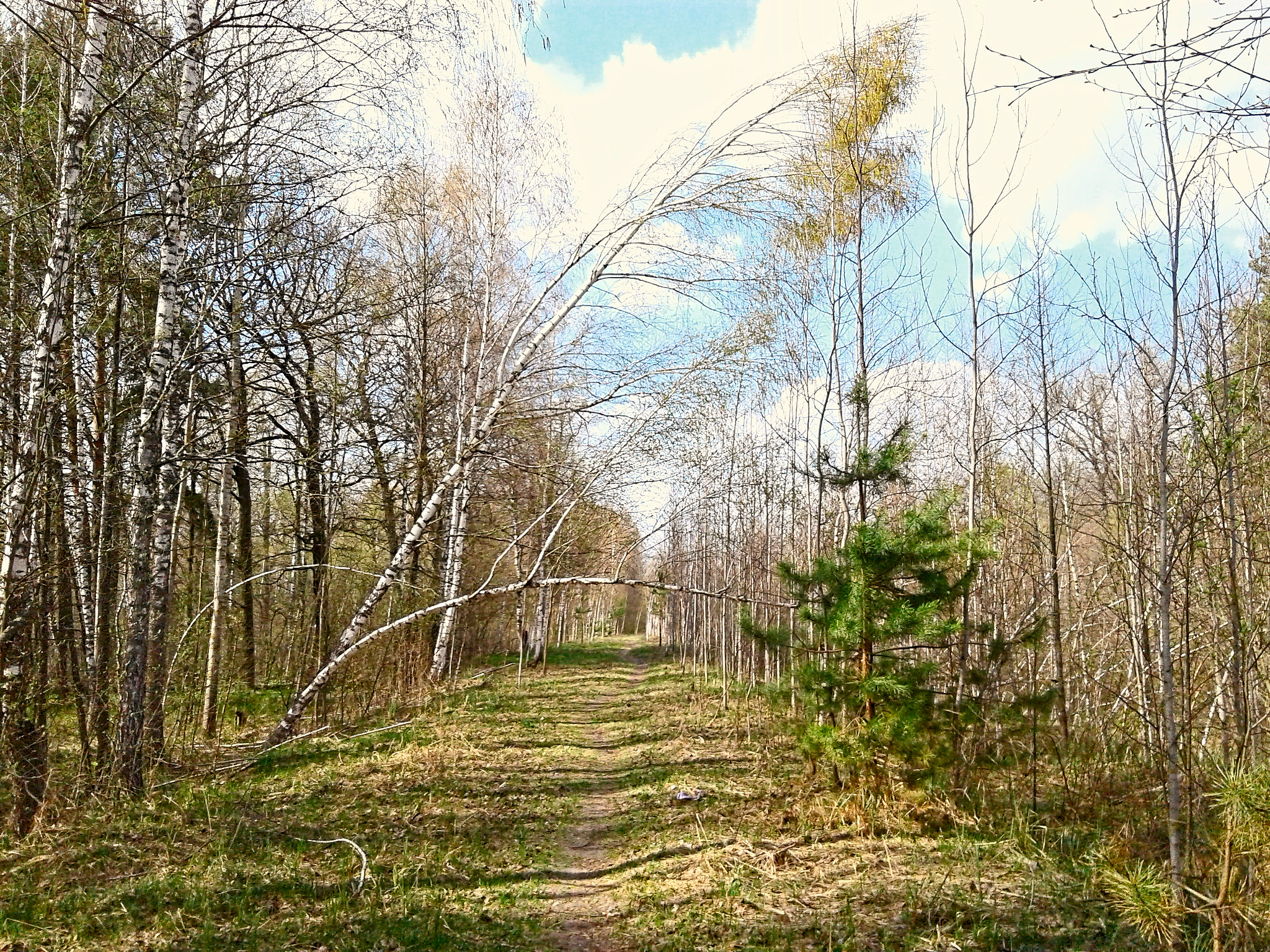 Samsung Galaxy J1 sample photo. Forest path photography