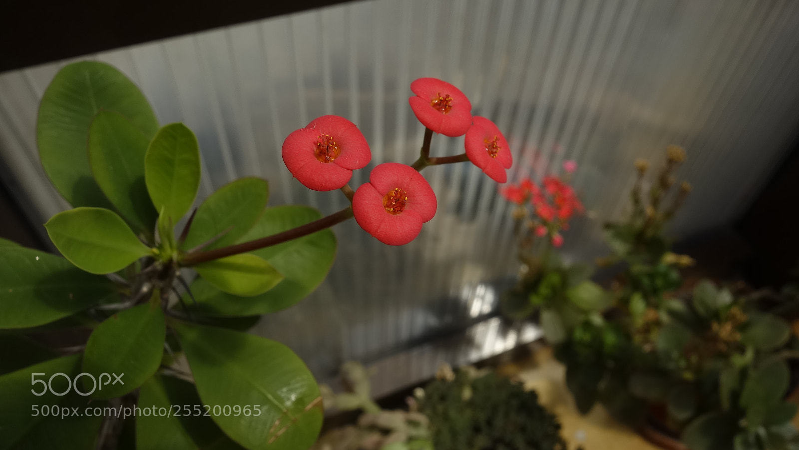 Sony Cyber-shot DSC-RX100 sample photo. 2x2 photography